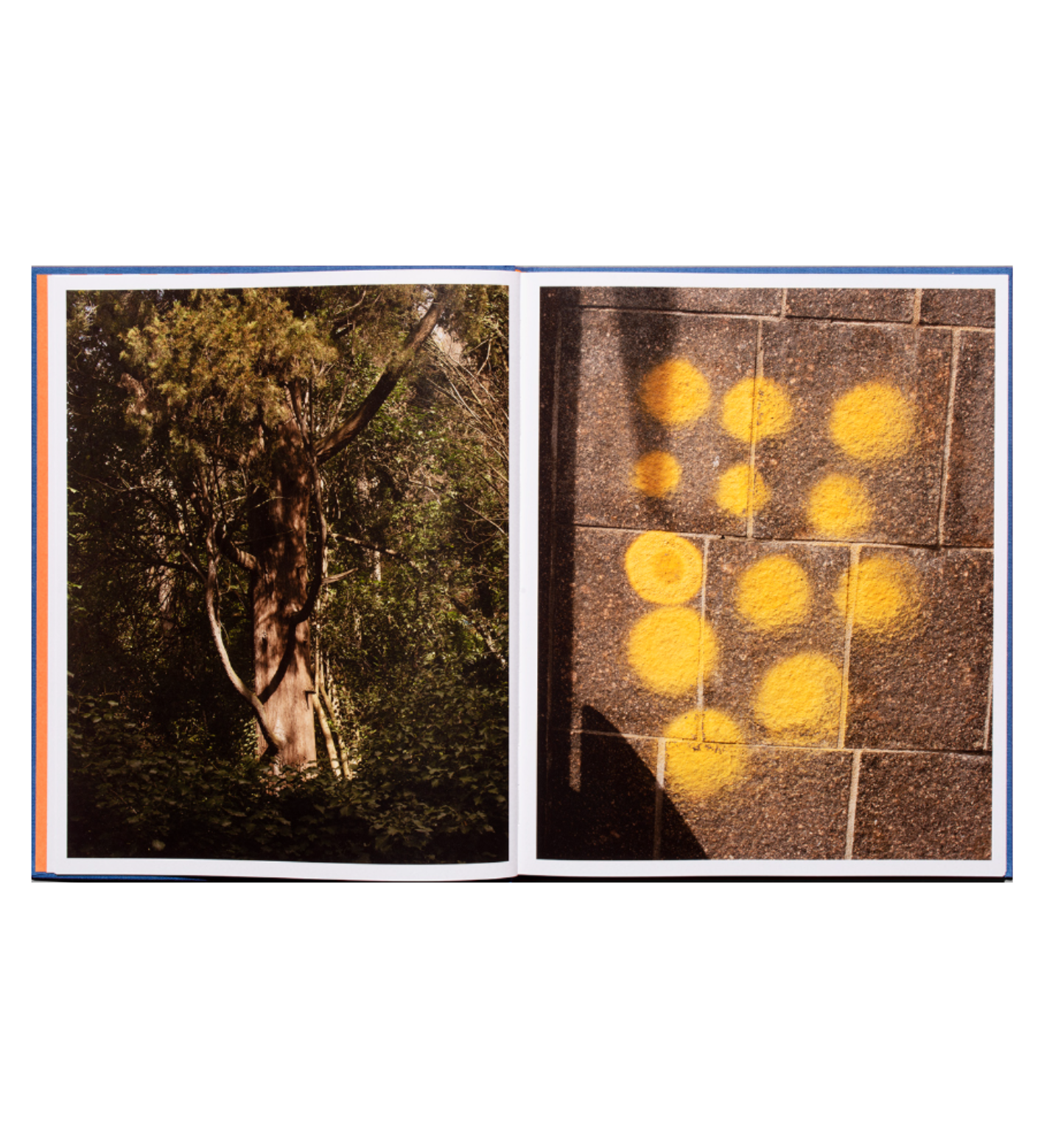 Polli, Nicolas: Where Moonlight Shadows Palms and Trees, U Will Dream of Apples and Grapes