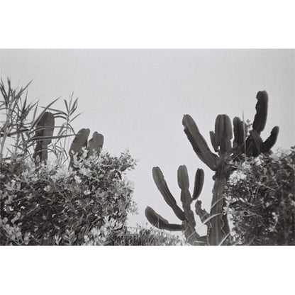 Dubblefilm Daily B&W 35mm Film 36 Exposures