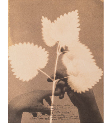 Alessandra Calò: Herbarium, i fiori sono rimasti rosa (signed and numbered copies)