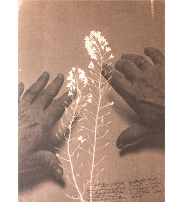Alessandra Calò: Herbarium, i fiori sono rimasti rosa (signed and numbered copies)