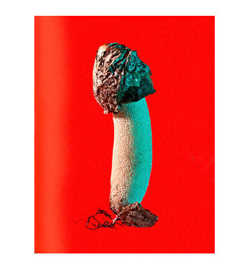Phyllis Ma: Mushrooms and Friends 3