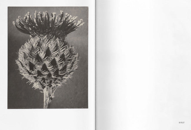 Karl Blossfeldt, Francis Bruguière, Thomas Ruff: No Two Alike