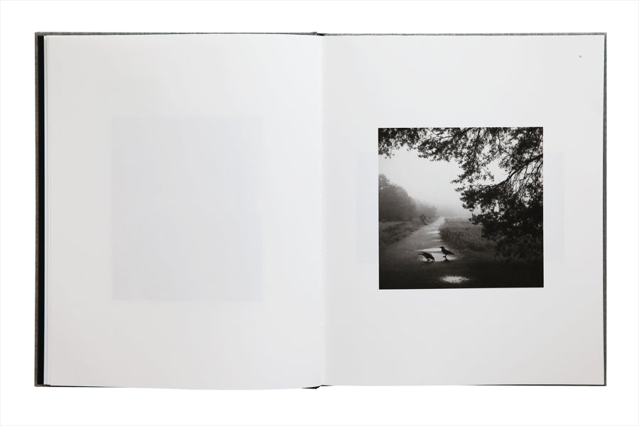 Pentti Sammallahti: Des Oiseaux