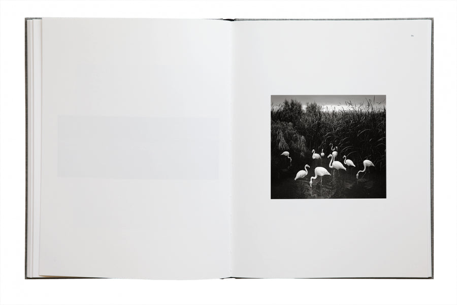 Pentti Sammallahti: Des Oiseaux